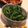 たん麺's cooksnap of when they made 菜の花のおひたし.