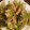 クックVNSB48☆'s cooksnap of when they made ふきのとうの天ぷら.