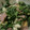 クックBP12LZ☆'s cooksnap of when they made 菜の花のおかかマヨタマ和え.