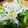 あんころぴ｡・:＋°'s cooksnap of when they made （低糖質レシピ）しらすと小松菜の煮浸し.
