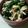 saorinlin's cooksnap of when they made 菜の花と鶏むね肉の辛子あえ.