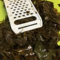 ごめっきー's cooksnap of when they made めかぶの簡単な食べ方！.