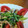 クックYIMPJ1☆'s cooksnap of when they made 蒸し鶏の中華風サラダ.