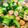 ピンキーsaya's cooksnap of when they made エビ青梗菜.