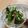 miko818's cooksnap of when they made ♥菜の花のごま味噌和え♥.
