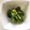 dai、fuku's cooksnap of when they made 菜の花のからし和え.