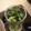 ruruchirin's cooksnap of when they made 春菊の胡麻和え.