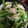 miho☆0217's cooksnap of when they made 妊娠中に♡小松菜おひたし釜揚げしらすのせ.