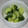 ガッキーパパ's cooksnap of when they made きゅうりの漬物風★.