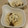 gajyumama's cooksnap of when they made ふんわり豆腐の和風あんかけ.
