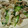 nachimama's cooksnap of when they made 鶏もも肉と大葉のﾈｷﾞ塩炒め.