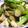Rick_t's cooksnap of when they made 男の茄子炒め.