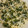 にぃにななあき's cooksnap of when they made 揚げ玉で「もやしとわかめのたぬき和え」.