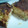 plea's cooksnap of when they made あごだしつゆでカニカマ＆ねぎのだし巻卵.