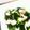 クックVJJJYV☆'s cooksnap of when they made 蛸ときゅうりの酢の物.
