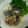 ma___111's cooksnap of when they made 鮭のレンジ蒸し.