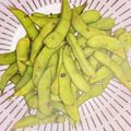 ○ちょび○'s cooksnap of when they made 柔らかくて美味しい枝豆の茹で方.