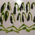 akko-fubuki's cooksnap of when they made 飾り三つ葉の保存.