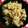 クックQXNV18☆'s cooksnap of when they made 豚の角煮の煮汁できのこ炊き込みご飯.