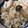 どんぐりぱん's cooksnap of when they made 焼ききのことちりめんじゃこの炊きこみご飯.