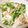 かみがきしげみ's cooksnap of when they made 菜花とカニカマ和え.