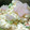 クックZD50DI☆'s cooksnap of when they made 簡単♪大根のお漬物✿桜色.
