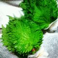 クック2CVDAM's cooksnap of when they made 【簡単！】大葉の長期保存方法.