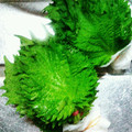 クック2CVDAM's cooksnap of when they made 【簡単！】大葉の長期保存方法.