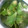 ★サンセット★'s cooksnap of when they made ふきのとう下処理.