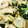 みずたま1616's cooksnap of when they made 鶏とほうれん草の卵とじ.