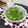 スージー＆ジル's cooksnap of when they made 白だしで美味しい☆菜の花の簡単和え物.