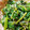 sarasa0601's cooksnap of when they made 鉄分豊富★しらすとほうれん草のごま和え★.