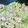 さっちー312's cooksnap of when they made えのきのガリマヨ炒め.