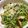はいりほう's cooksnap of when they made レンチンなすと豆苗のポン酢和え.