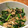peanut32m's cooksnap of when they made 栄養たっぷり☆豆苗と豚肉の醤油炒め.