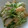 クックるん☆戦隊's cooksnap of when they made 水菜と薩摩揚げのマヨ和え.