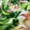 ms06zaku's cooksnap of when they made 青梗菜とホタテのクリーム煮.