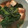 しゅうれー's cooksnap of when they made かつお菜と厚揚げの煮物.