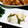 pika21's cooksnap of when they made かぶのマスタード和え.