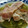 Cookingmam's cooksnap of when they made 炊飯器だけで丸ごとキャベツと玉葱のスープ.