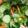 クック7PGMP5☆'s cooksnap of when they made 【給食レシピ】野菜たっぷりサラダ.