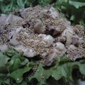 メタボーママ's cooksnap of when they made 蒸し鶏の辛子ごま醤油.