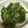 クックE8W8S2☆'s cooksnap of when they made デキる風。ほうれん草のごま和え.