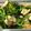 nicamom's cooksnap of when they made コチュジャンを＋！かぶ菜と厚揚げの炒め煮.