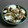 ゅぅBucchi's cooksnap of when they made 簡単、シンプル！あさりの酒蒸し.