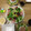 クックMWQ9KU☆'s cooksnap of when they made 簡単ツナ大根おろし冷製和風パスタ.