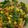 クック1L6OF8☆'s cooksnap of when they made いんげんのソテー　給食.