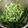 月桃124's cooksnap of when they made 昆布茶で簡単！菜の花のおひたし.