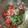 こりんママ8's cooksnap of when they made ★冷え冷えトマトと塩昆布★のゴマ油和え.