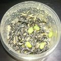 早紀のキッチン's cooksnap of when they made ひじきとツナのサラダ.